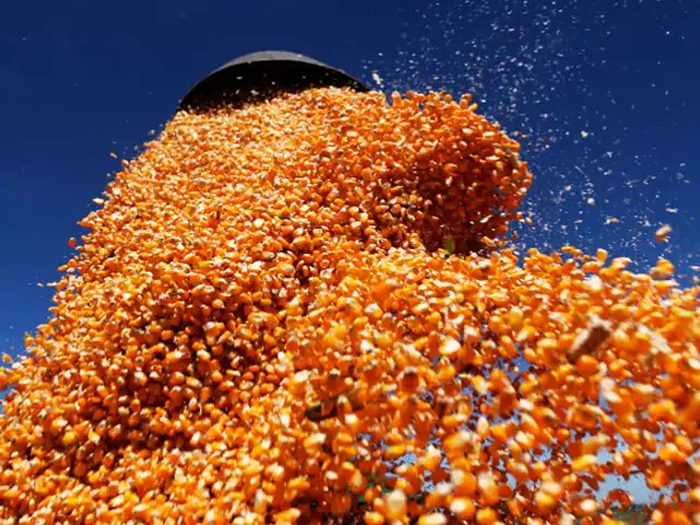 Lei garante acesso de pequenos criadores ao milho comercializado pela Conab
