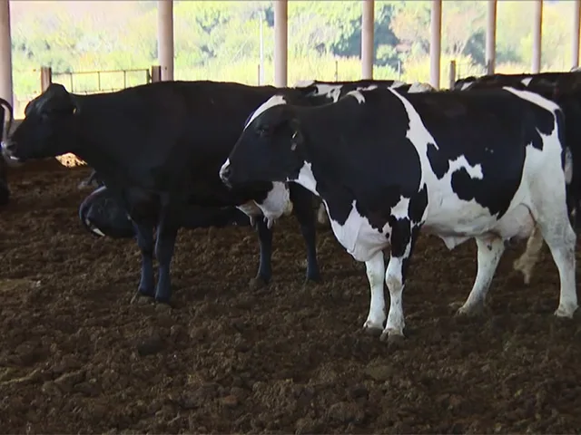 Estiagem prejudica produção de leite no Rio Grande do Sul