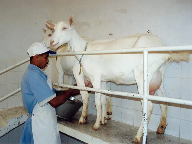Merenda escolar em Sergipe terá leite de cabra