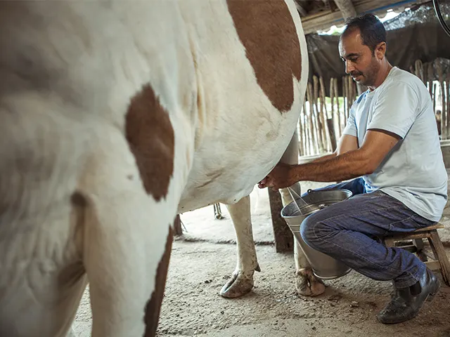 Instituto Luiz Girão divulga balanço de melhoria da produção de leite no Nordeste em 2021
