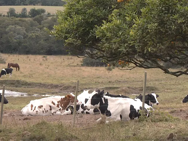 Estiagem faz produtividade do gado leiteiro diminuir 20% no RS