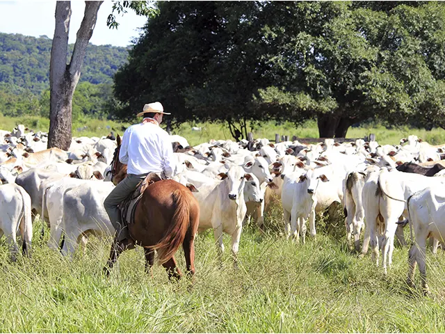 Controle eficaz de doenças infecciosas garante bovinos produtivos