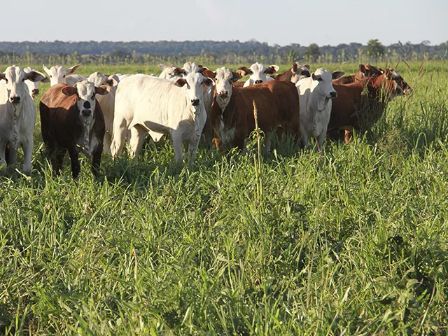 Área com sistemas lavoura-pecuária em Mato Grosso ultrapassa 2,6 milhões de hectares