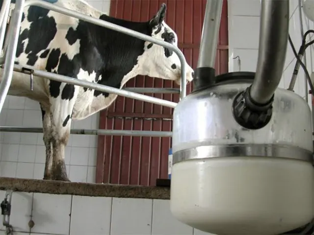 Cenário externo e alta do dólar impulsionam custos do leite em quase 19% no ano