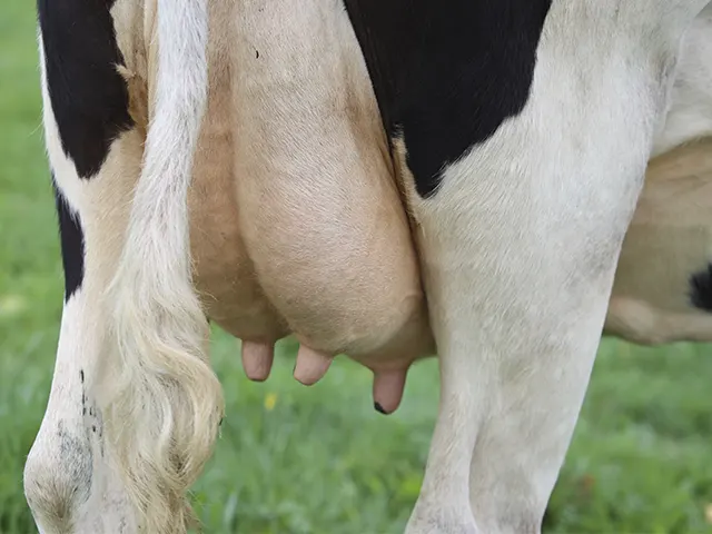 Queda da produção de leite é o maior prejuízo causado pela mastite