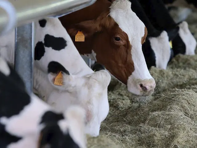 Como aumentar a produção de carne bovina de forma responsável?