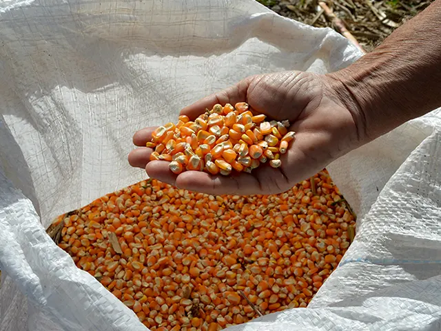 Situação atual do mercado de sementes de milho para a safra 2021/2022