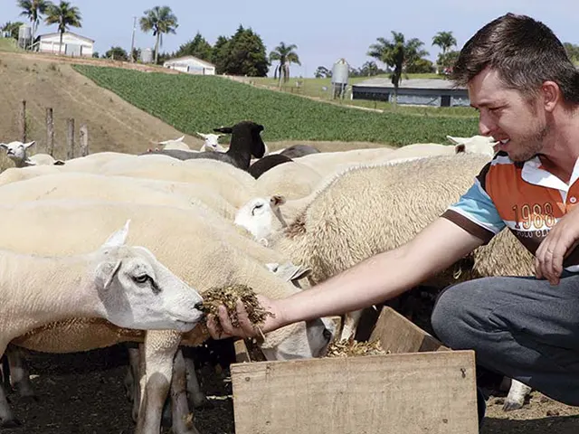 Ovinocultura ajuda produtores a diversificarem renda