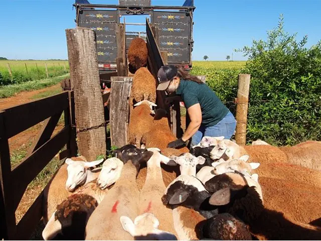 Abate de ovinos cresce 40% com incentivos da Semagro