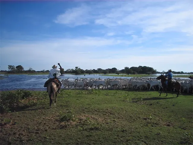 Abate de animais orgânicos e sustentáveis do Pantanal de MS triplicou em 2021