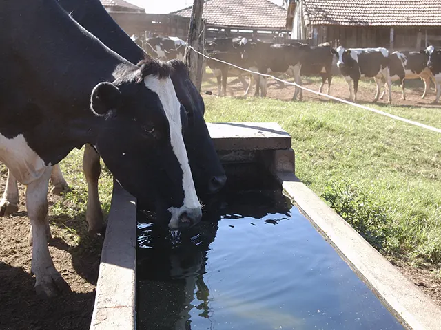Programa ajuda a economizar água na produção leiteira em 2021