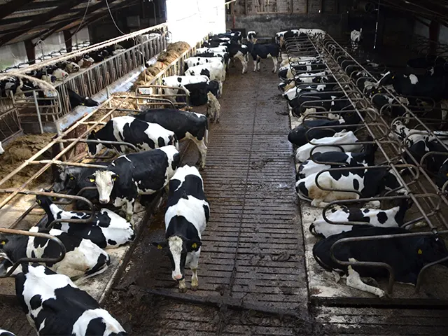 Problemas nos cascos afetam o bem-estar dos bovinos e as finanças da fazenda