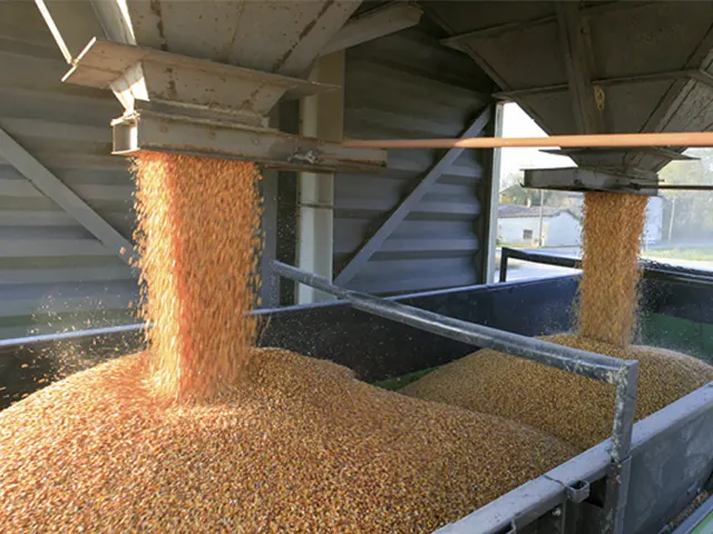 Conflito entre Rússia e Ucrânia impacta preços dos grãos