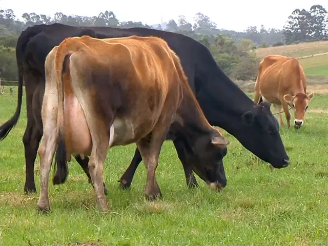 Produção de leite já retornou aos níveis normais no RS