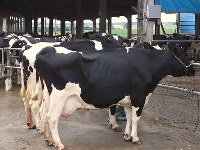 O rebanho leiteiro manteve o escore corporal e os níveis de produção no RS