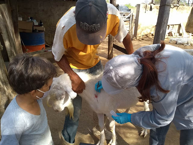 Programa leva orientações sobre sanidade e nutrição de caprinos e ovinos