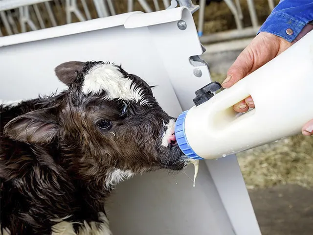 Substituição do leite de vaca por sucedâneos lácteos potencializa desempenho zootécnico das bezerras