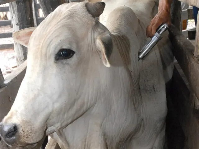 Parasitas tiram o sono dos pecuaristas, mas a ciência garante eficiência do manejo