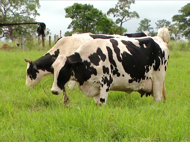 Diminuição de temperatura promove condição melhor no bem estar dos animais no RS