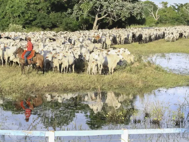 Governo do MS cria programa que intensifica vigilância sanitária animal e vegetal