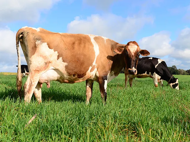 Cuidar do bem-estar dos bovinos também é ter agilidade no tratamento de infecções