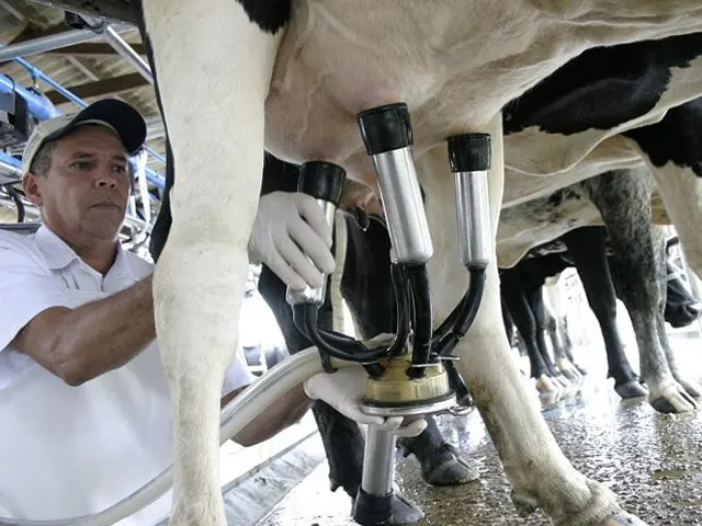 Captação de leite em MS reduz 12% no primeiro trimestre de 2022