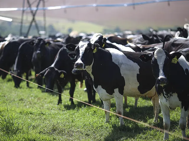 Verminoses causam prejuízo bilionário à pecuária