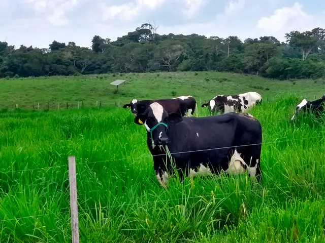 As temperaturas mais amenas favoreceram o conforto dos animais no RS