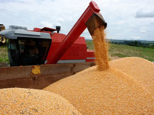 Clima em MS favorece aumento da expectativa da safra de grãos