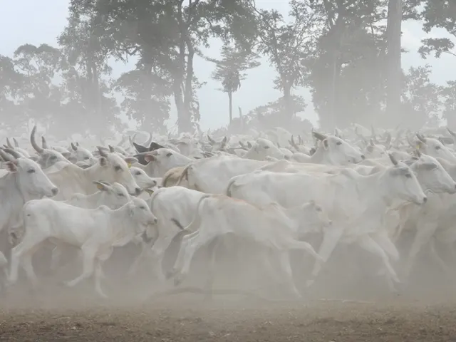 Pecuaristas aderem aos selos de boi sustentável e orgânico do Pantanal