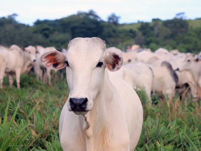 Controle parasitário é essencial para manter saúde do gado em dia e melhorar lucro da fazenda
