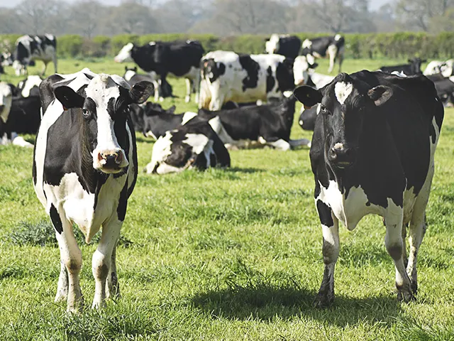 Oferta de pasto está melhorando nas propriedades leiteiras no RS