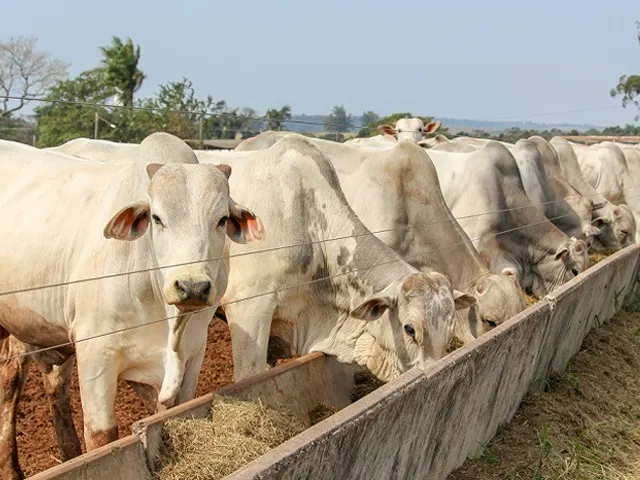 Meses mais frios do ano e confinamento são ideais para aumento das doenças infecciosas em bovinos