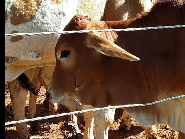 Produtores de SP têm até fim do mês para vacinarem rebanho contra Brucelose