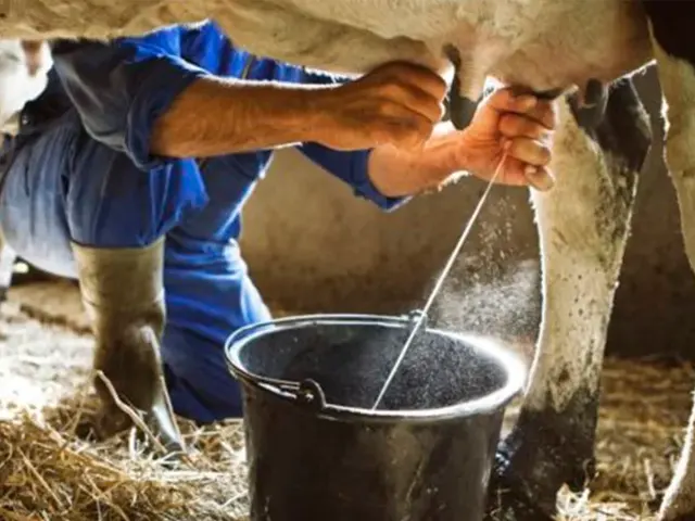 Como ocorre a mastite no campo e quais medidas são necessárias para evitá-la