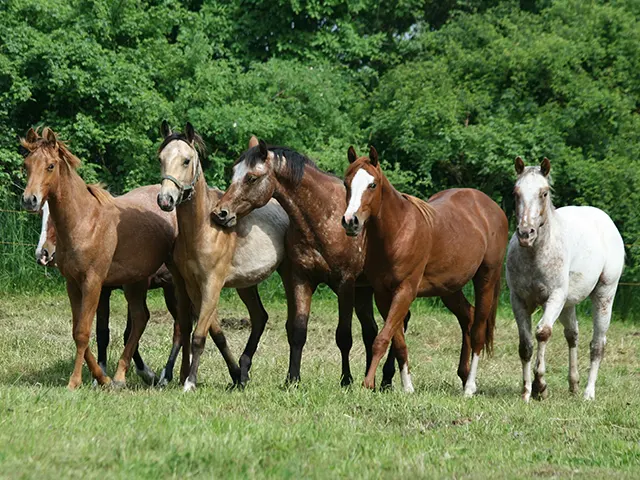 Temperaturas baixas podem afetar desempenho de equinos e provocar doenças respiratórias