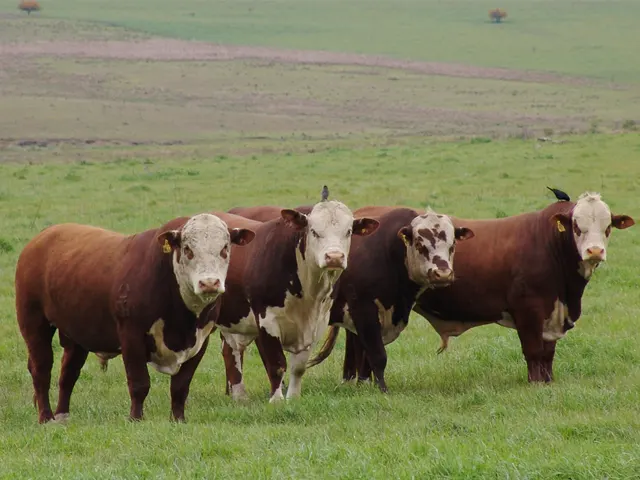 Subprodutos da indústria na nutrição de bovinos promovem benefícios ambientais