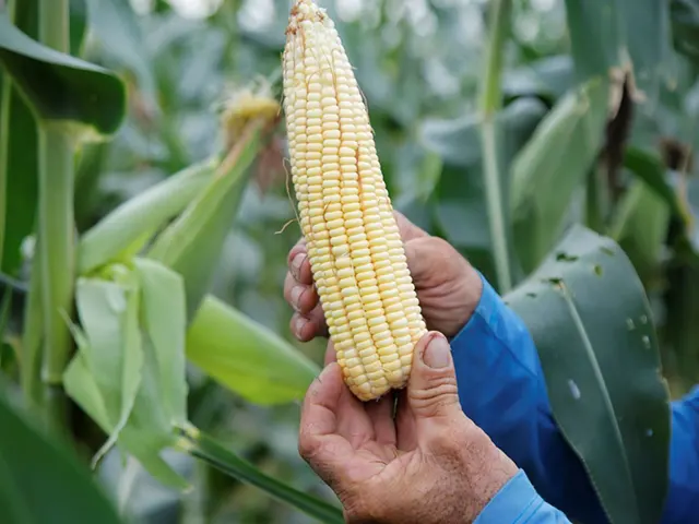 Agricultores de Sergipe devem colher 2,8 milhões de espigas de milho verde