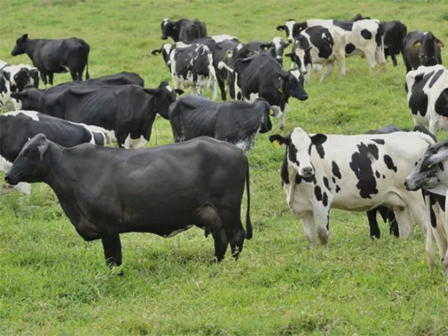 Tuberculose e brucelose são novo desafio para sanidade do Paraná