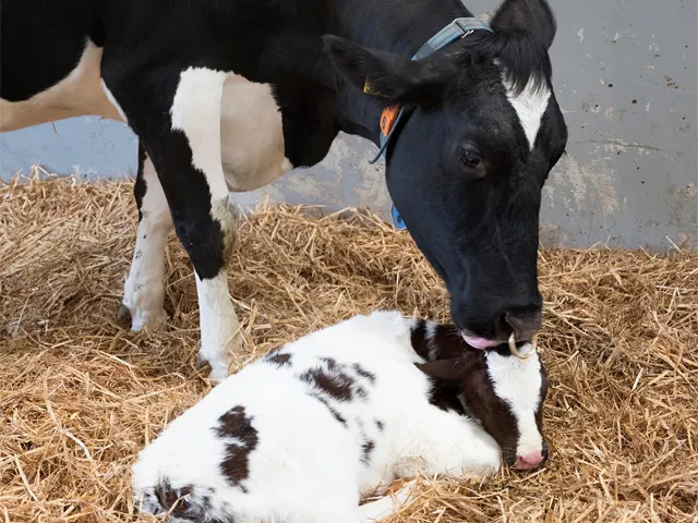 Manejo e nutrição ajudam a prevenir doenças do período de transição das vacas leiteiras