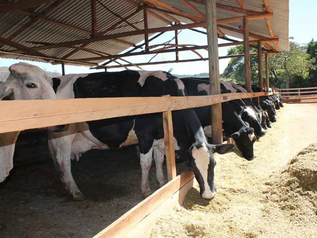 Após quase três anos de alta, COE da pecuária leiteira registra leve queda