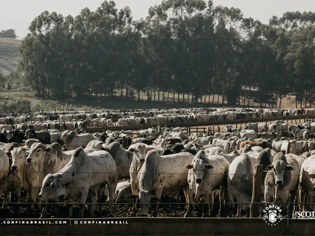 ASSOCON é parceira do Confina Brasil