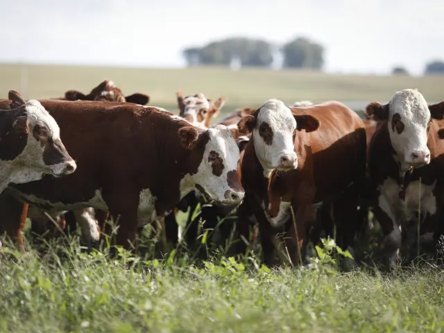 Suplementação nutricional é essencial para a pecuária vencer o desafio da seca