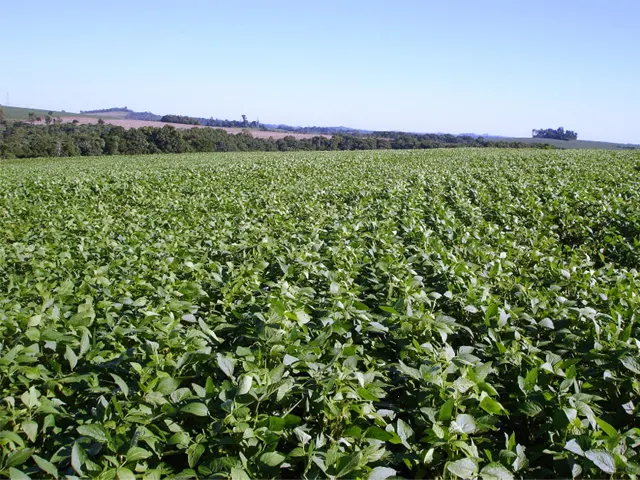Novo fertilizante fosfatado à base de enxofre aumenta a produtividade da soja