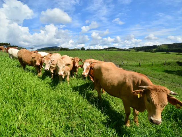 Pesquisa da Epagri-SC visa reduzir emissão de gases do efeito estufa na pecuária