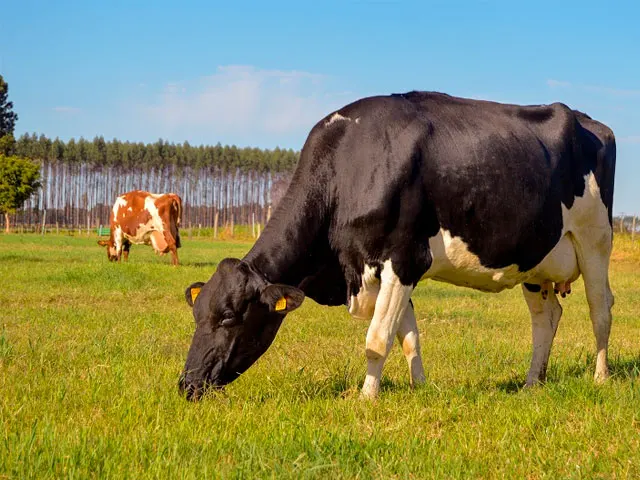 Excesso de umidade dificultaram o manejo dos rebanhos leiteiros no RS