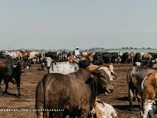 Confinamentos investem em expansão e cuidado especial com nutrição e bem-estar animal