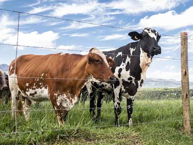 Arame farpado é essencial para a proteção de fazendas há quase 150 anos