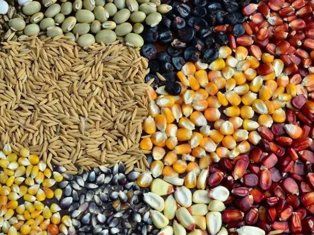 Produção de grãos é estimada em 272,5 milhões de toneladas para as culturas de 2ª safra