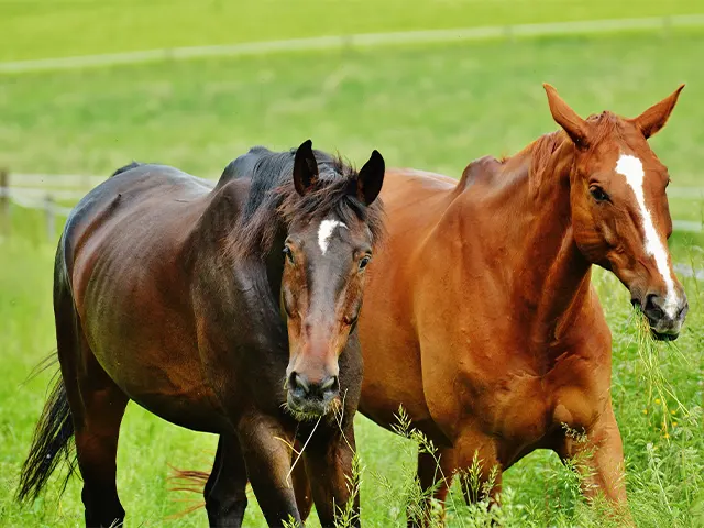 Encefalomielite viral mata 85 a cada 100 equinos afetados